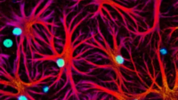 Research Project Village